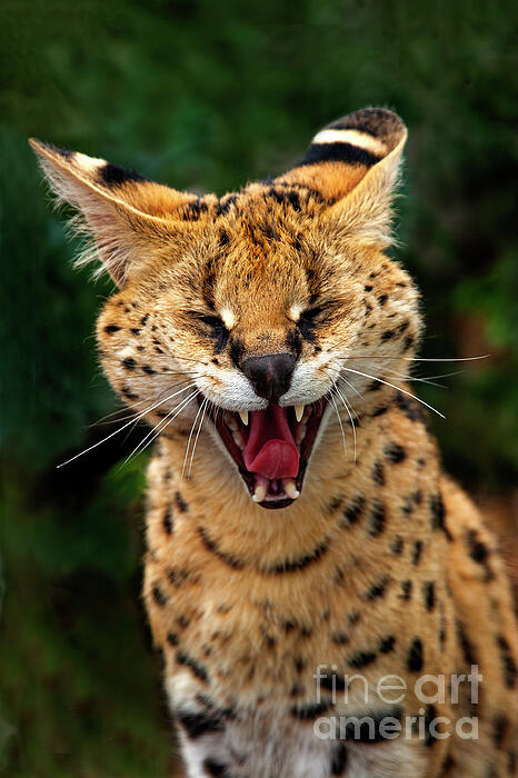 Mark Laurie - Serval Cat laughing