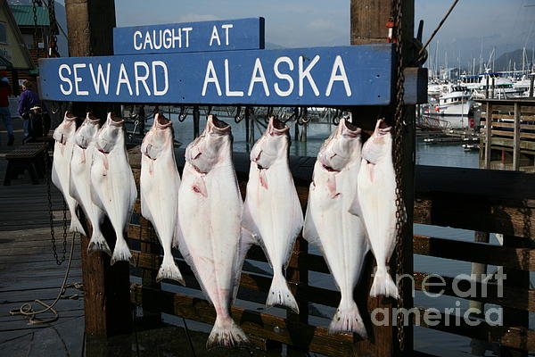 Seward Alaska Fish Caught Display Tote Bag by Chuck Kuhn - Fine Art America