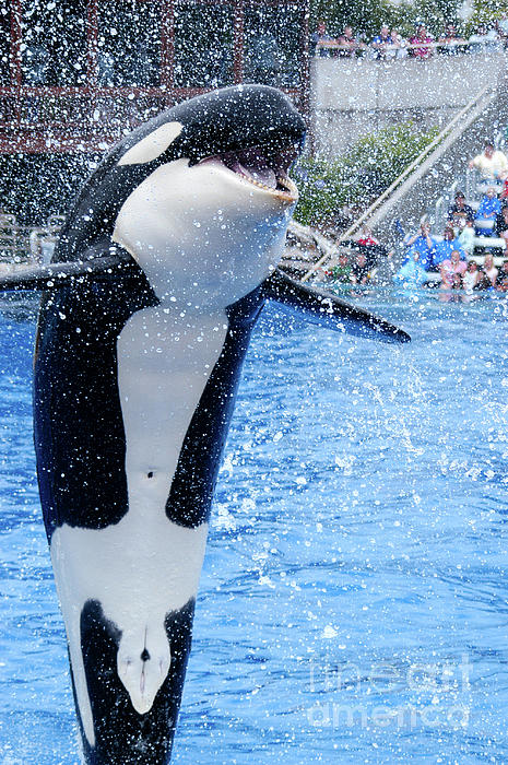 killer whale jumping mouth open