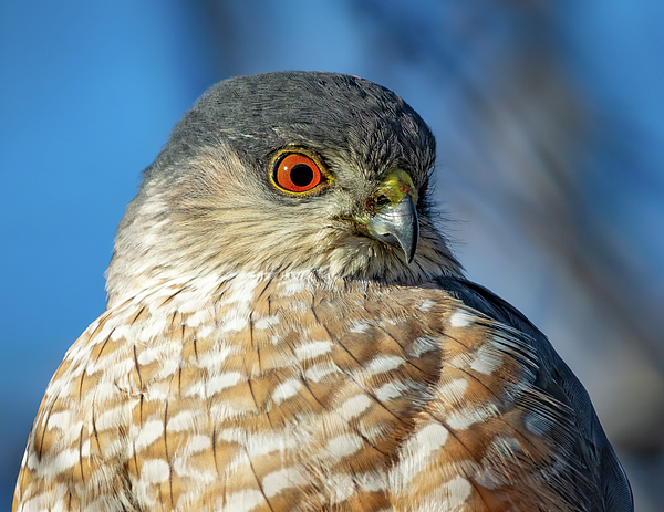 Laurel Gale - Sharp-Shinned Hawk Closeup