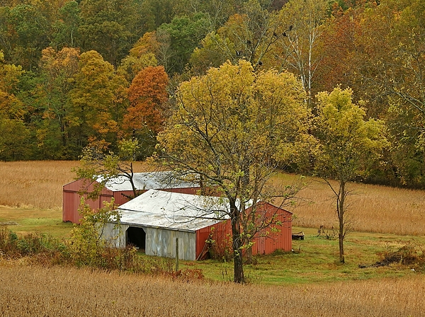 Carmen Macuga - Shawnee Farm in the Hollow