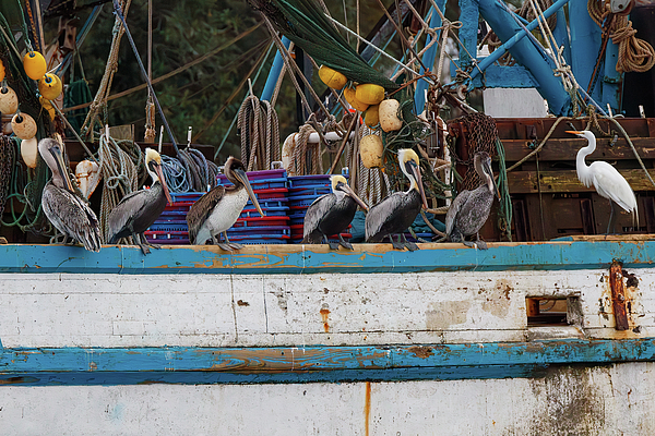 Steve Rich - Shem Creek Docked Shrimpboats - Pelicans and Great White Egret