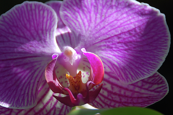 Greta Foose - Shimmering Orchid