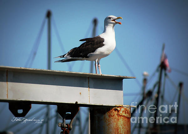 Robin Amaral - Shipyard Seagull Provincetown