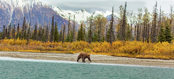 Alaska Art