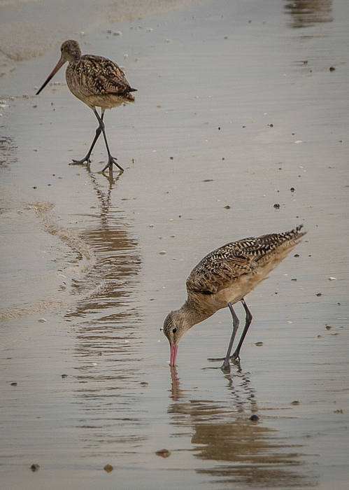 https://images.fineartamerica.com/images/artworkimages/medium/3/shorebirds-gerri-bigler.jpg