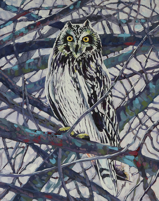 Phil Chadwick - Short-eared Owl