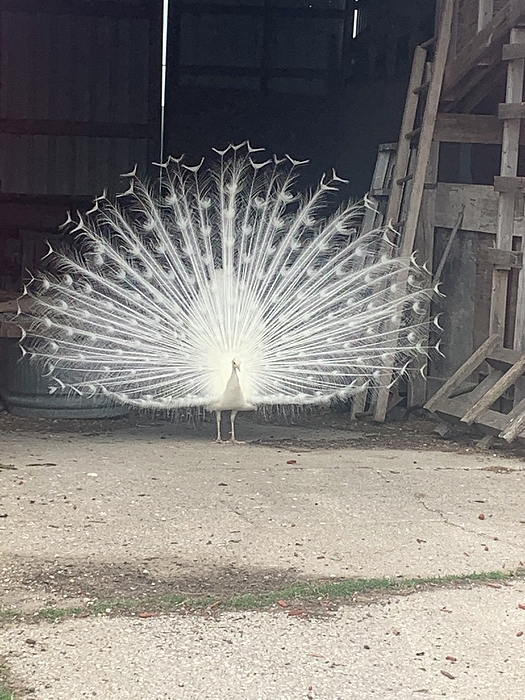Peacock Photographs