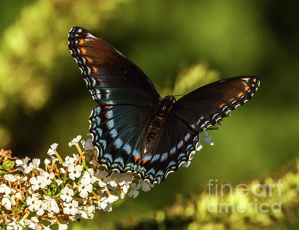 Red-admirals Brilliance Coffee Mug by Cindy Treger - Pixels