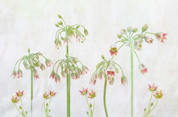 Flower Photographs