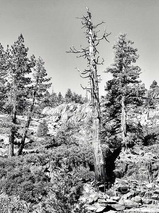 Robin Amaral - Jeffrey Pine Sierra Nevada Dead Tree Standing