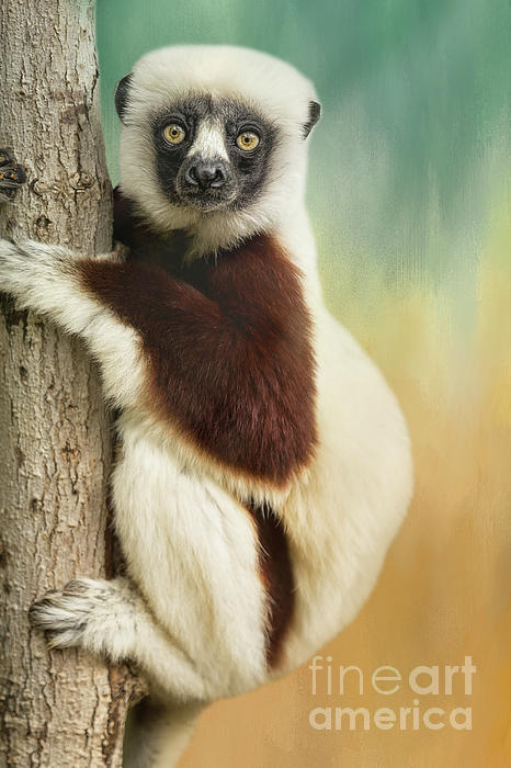 Elisabeth Lucas - Sifaka Lemur