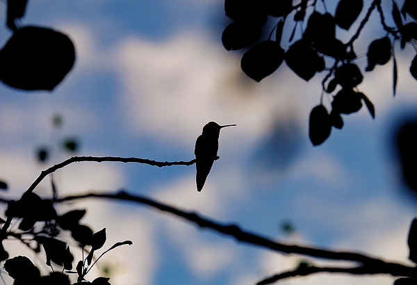Hummingbird Photographs