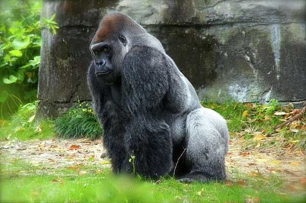 Throw Pillow A large male silver of back gorilla sitting 