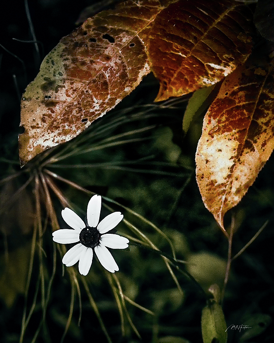 William Hunton - Simple Flower and Leaves