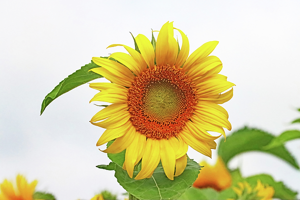 Debbie Oppermann - Simply A Sunflower
