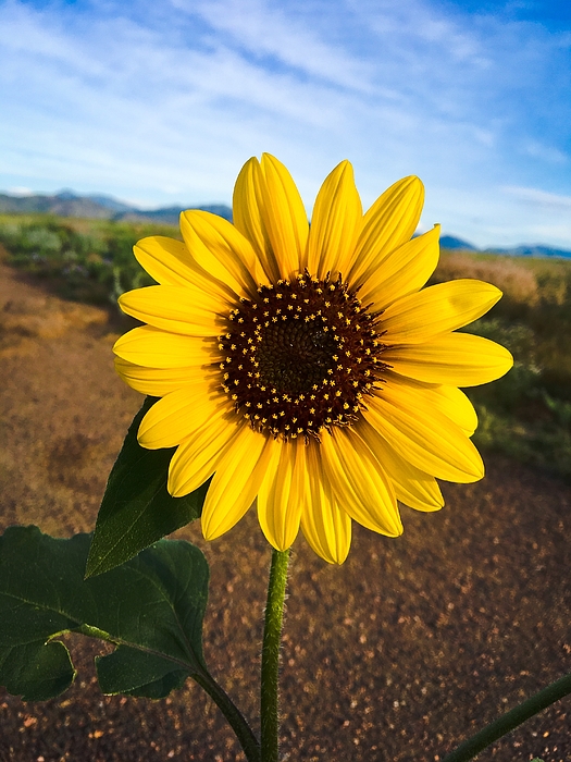 Saving Memories By Making Memories - Single Sunflower Up Close