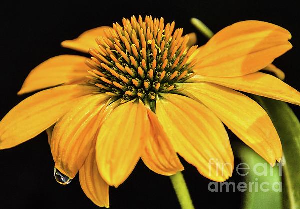 Cindy Treger - Single Water Droplet on Coneflower