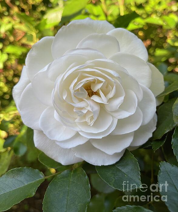 Wei Wei - Single white rose