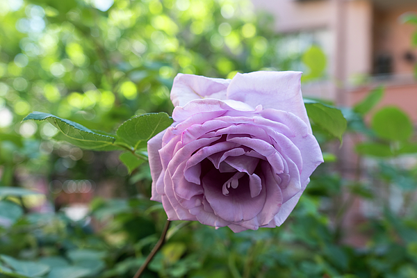 Georgia Mizuleva - Singular Purple Rose in Full Bloom