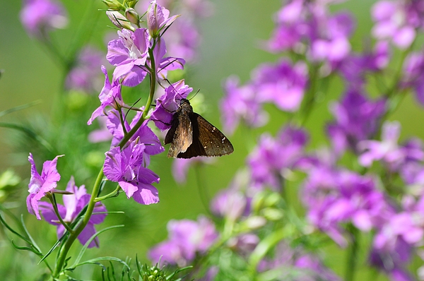 Gaby Ethington - Skipper Moth on Larkspur Flowers