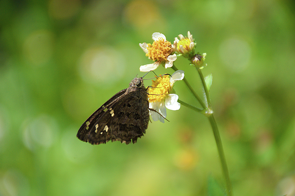 Mercer cheap medium butterfly