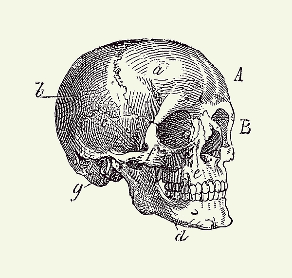 Skull Diagram - Vintage Anatomy Poster 2 Beach Towel by Vintage Anatomy ...