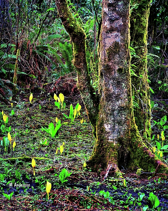 Michael R Anderson - Skunk Cabbage In The Swamp