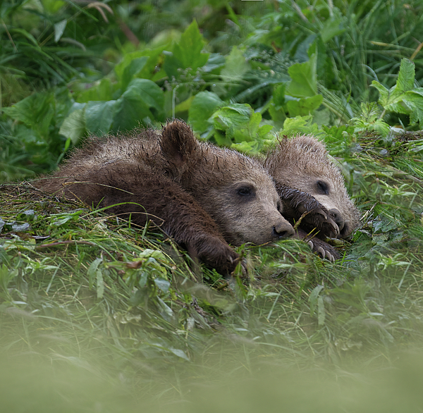 Barbara Sophia Photography - Kodiak Cubs Sleeping in Grass