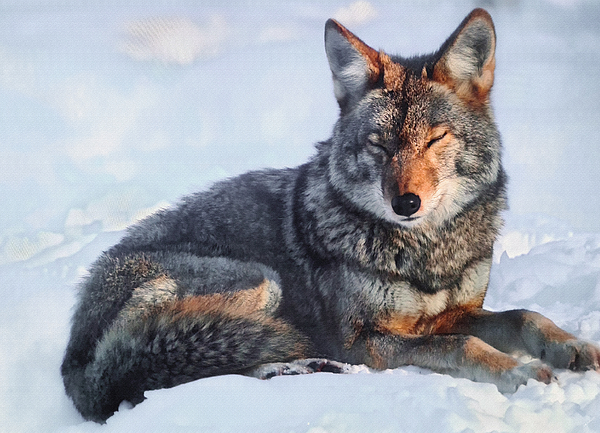 Petra Koehler Rose - Sleeping wolves should not be awakened