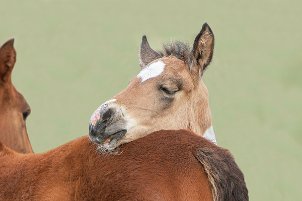 Kent Keller - Sleepy Foal
