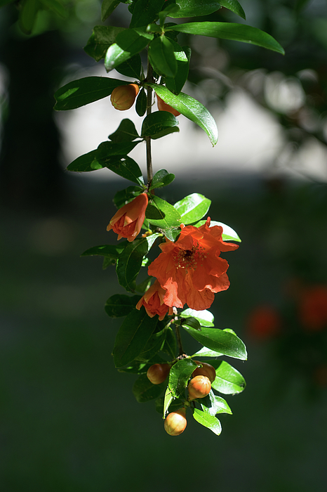 Georgia Mizuleva - Slender Sunlit Pomegranate Branchlet with Buds and Blooms