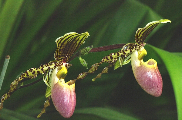 Pat Goltz - Slipper Orchids