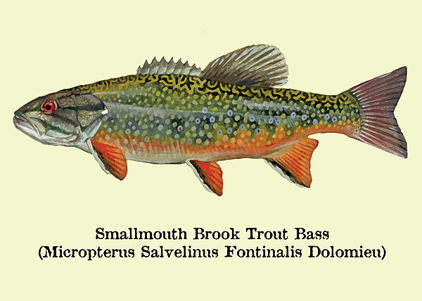 Smallmouth Brook Trout Bass Sticker