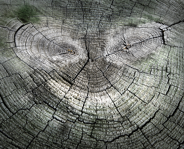 Gary Slawsky - Smiling Face In Tree Stump