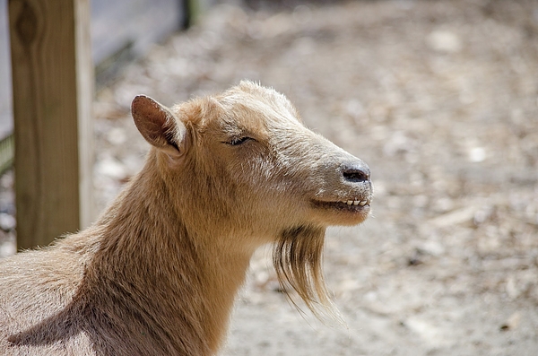 Linda Howes - Smiling Goat