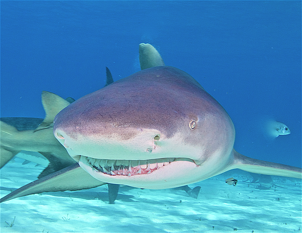 Shark discount fleece blanket