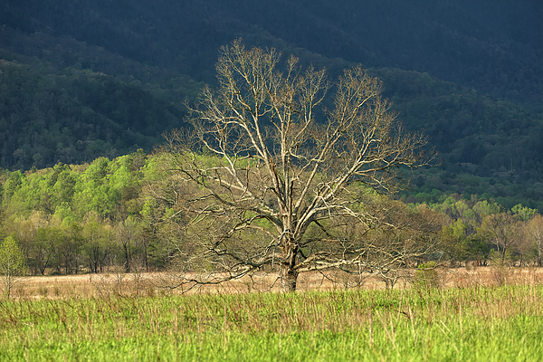 Lindley Johnson - Smoky Mountains Tree