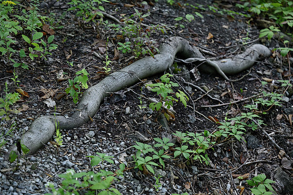 Tree Art