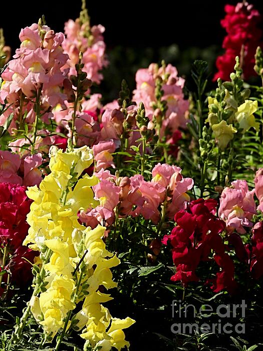 Garden Art