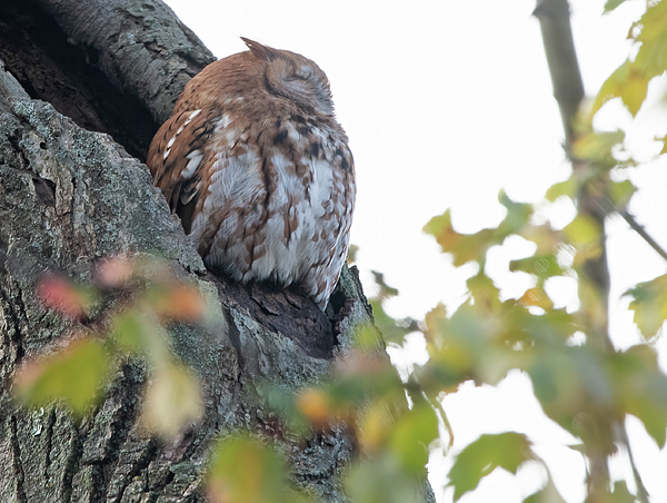 Snoozy Screech Fleece Blanket by Scott Miller Scott Miller