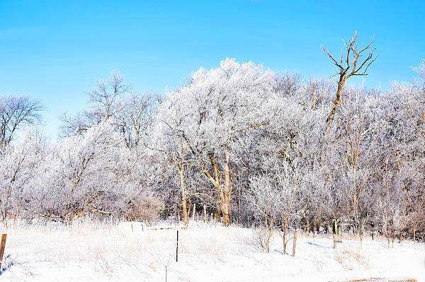 Kathy M Krause - Snow and Hoar Frost