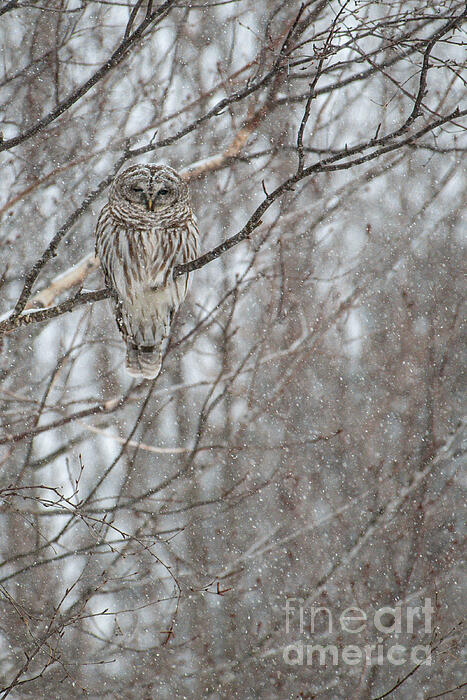 Alana Ranney - Snow Coved  Barred Owl
