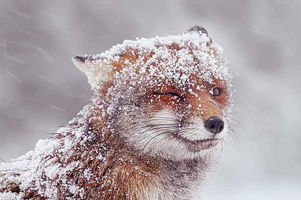 Roeselien Raimond - Snow covered Fox, dotted with Snow flakes