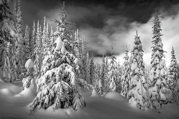 Harry Beugelink - Snow covered Trees in the Forest at Sun Peaks Resort