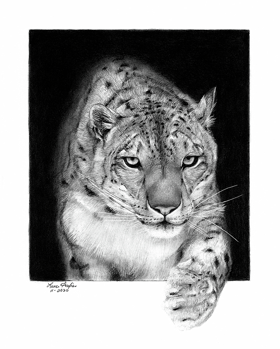 Lena Auxier - Snow Leopard