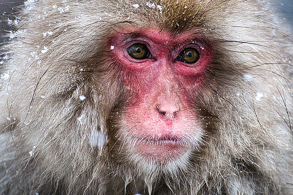 Stuart Litoff - Snow Monkey Portrait #2 - Japan