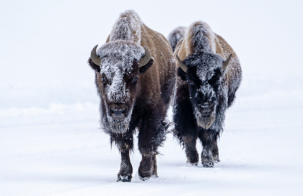 Julie Barrick - Snowy Bison in Yellowstone