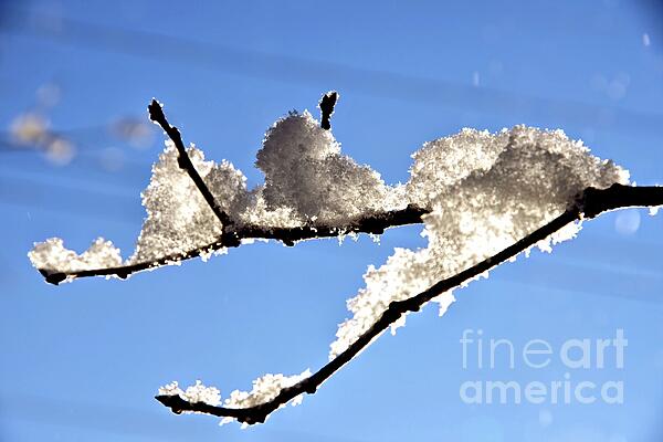 Scott Mason Photography - Snowy branch Against Blue Sky