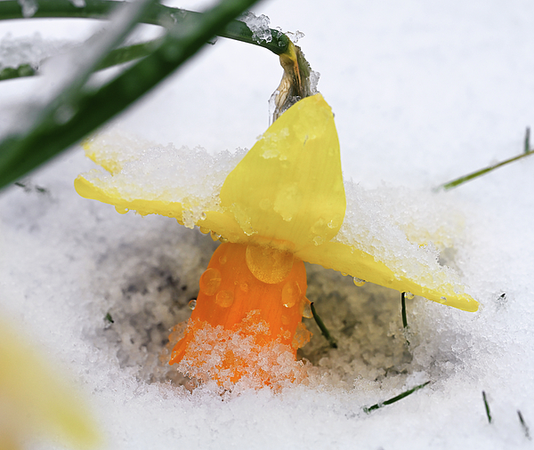 Steven Nelson - Snowy Daffodil
